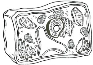 Plant Cell Coloring Worksheet Key Along with Animal Cell Coloring Page New Animal Cell Coloring Diagram Awesome