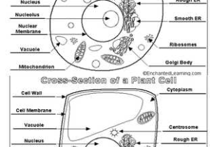 Plant Cell Coloring Worksheet Key Along with Check Out This Impressive Thing You Can Do with Your Puter Let Me