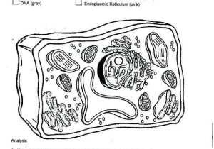 Plant Cell Coloring Worksheet Key Along with Plant Cell Coloring Answers – Benneedhamfo