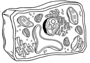 Plant Cell Coloring Worksheet Key Also 49 Best Science Cells Images On Pinterest