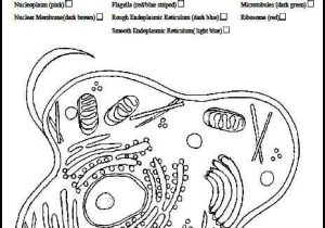 Plant Cell Coloring Worksheet Key and 12 Awesome Animal Cell Coloring Page Answers Image