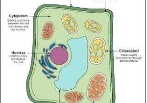 Plant Cell Coloring Worksheet Key and Animal Cell Coloring Worksheet Cell Labeled Cell Parts Coloring