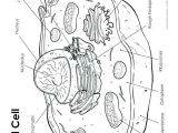 Plant Cell Coloring Worksheet Key or Plant Cell Drawing at Getdrawings