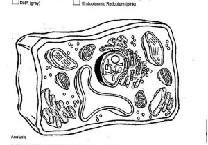 Plant Cell Coloring Worksheet Key with 99 Best Science Biology Cells Images On Pinterest