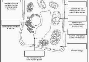 Plant Cell Worksheet Along with 152 Best Life Science Images On Pinterest