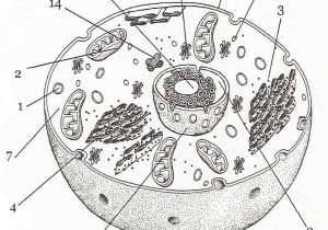 Plant Cell Worksheet Answers Along with Plant Cell Drawing at Getdrawings