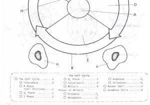 Plant Cell Worksheet Answers Also Cell Cycle Worksheet 41e4e9312a9b Battk