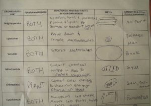 Plant Cell Worksheet Answers Also Free Worksheets Library Download and Print Worksheets