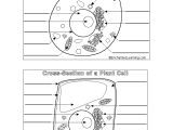 Plant Cell Worksheet Answers Also Perfect Animal and Plant Cells Worksheet 61 for Animal Cell Diagram