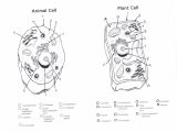 Plant Cell Worksheet Answers with Eukaryotic Cells Diagram New Diagram A Plant Cell thearchivast