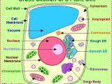 Plant Cell Worksheet or 12 Best 3d Plant Cell Model Twins 6th Grade Project Images On