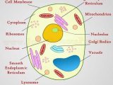 Plant Cell Worksheet together with Structure Of Animal Cell and Plant Cell Under Microscope Diagrams