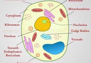 Plant Cell Worksheet together with Structure Of Animal Cell and Plant Cell Under Microscope Diagrams