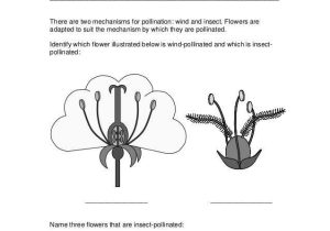 Plant Reproduction Worksheet and 204 Best Science Images On Pinterest