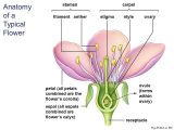 Plant Reproduction Worksheet as Well as Berühmt Anatomy A Flowering Plant Fotos Menschliche Anatomie