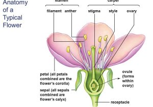 Plant Reproduction Worksheet as Well as Berühmt Anatomy A Flowering Plant Fotos Menschliche Anatomie