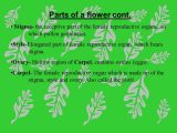Plant Reproduction Worksheet together with Flowers and Plant Reproduction Line Lesson 1 Watch This First and
