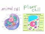 Plant Structure and Function Worksheet Along with Cell Diagram Plant Fresh Plant Cell Structure as Biology D