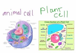 Plant Structure and Function Worksheet Along with Cell Diagram Plant Fresh Plant Cell Structure as Biology D