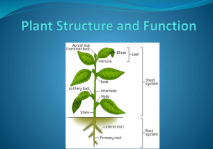 Plant Structure and Function Worksheet and Reach for the Sun Plant Structure and Function Wel E to