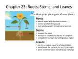 Plant Structure and Function Worksheet Answers Along with Leaves Worksheet Biology Galleryhip the Hippest Pi