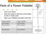 Plant Structure and Function Worksheet as Well as Parts A Flower Diagram to Label Best Flowers and Rose 2