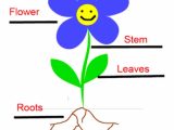 Plant Structure and Function Worksheet or Plant Survival by Claire Watkins