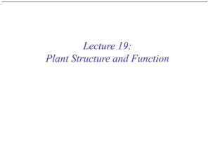 Plant Structure and Function Worksheet or Ppt Lecture 19 Plant Structure and Function Powerpoint Pr