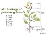 Plant Structure and Function Worksheet together with First Latvian Fusker Cumshotssmutty4all Wpcontent