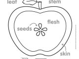 Plant Worksheets for Kindergarten Along with 183 Best Teaching Ad Images On Pinterest