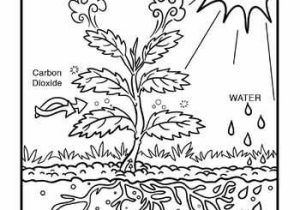 Plant Worksheets for Kindergarten Also 166 Best Home School Ideas Images On Pinterest