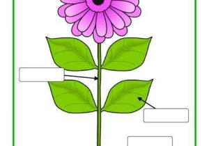Plant Worksheets for Kindergarten as Well as Simple Parts Of A Plant Poster Worksheet Sb Sparklebox