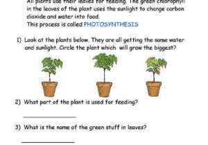 Plant Worksheets for Kindergarten or Types Leaves Worksheets Worksheets for All
