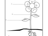 Plant Worksheets for Kindergarten with Children Can Label the Parts Of A Plant From Super Teacher