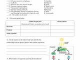 Plate Tectonics Crossword Puzzle Worksheet Answers with Crossword Puzzle Cell Respirationswers Gallery Cellular Worksheet