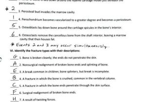 Point Of View Worksheet Answers Along with Großartig Anatomy and Physiology 1 Worksheet for Tissue Types