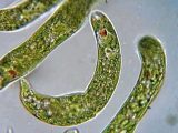 Pond Water Microscope Lab Worksheet as Well as 11 Best Pond Water Under the Microscope Images On Pinterest