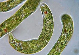 Pond Water Microscope Lab Worksheet as Well as 11 Best Pond Water Under the Microscope Images On Pinterest