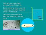 Pond Water Microscope Lab Worksheet as Well as Osmosis Ppt Video Online