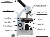 Pond Water Microscope Lab Worksheet together with 53 Best Science Activities with Microscopes Images On Pinterest