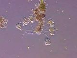 Pond Water Microscope Lab Worksheet together with A Magnificent Collection Of Videos Of the Diverse Microscopic Pond