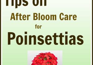 Post Harvest Care Of Cut Flowers Worksheet Answers Along with 45 Best Winter Care Tips for Indoor Plants Images On Pinterest
