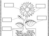 Post Harvest Care Of Cut Flowers Worksheet Answers Also Plant Labeling Worksheet Freebie Teach Your Students About the