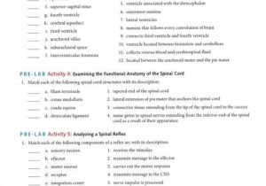 Pre Lab Activity Worksheet Answers Also Anatomy and Physiology Archive November 26 2017