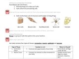 Pre Lab Activity Worksheet Answers or Großartig Anatomy and Physiology 1 Worksheet for Tissue Types
