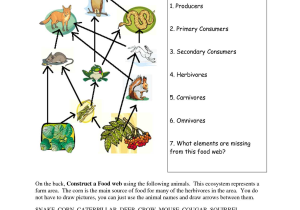 Principles Of Ecology Worksheet Answers together with Food Web Worksheets Food Web Worksheet Doc