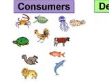 Producer Consumer Decomposer Worksheet Along with some Parts Of the Food Chain Producers Consumers De Posers