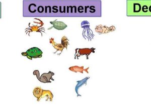Producer Consumer Decomposer Worksheet Along with some Parts Of the Food Chain Producers Consumers De Posers