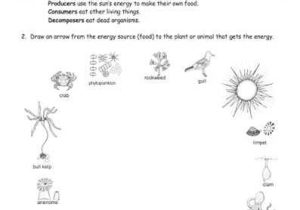 Producer Consumer Decomposer Worksheet and 101 Best Food Chains Webs Images On Pinterest