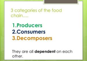 Producer Consumer Decomposer Worksheet and Introduction to Producers Consumers De Posers Year 4 Science